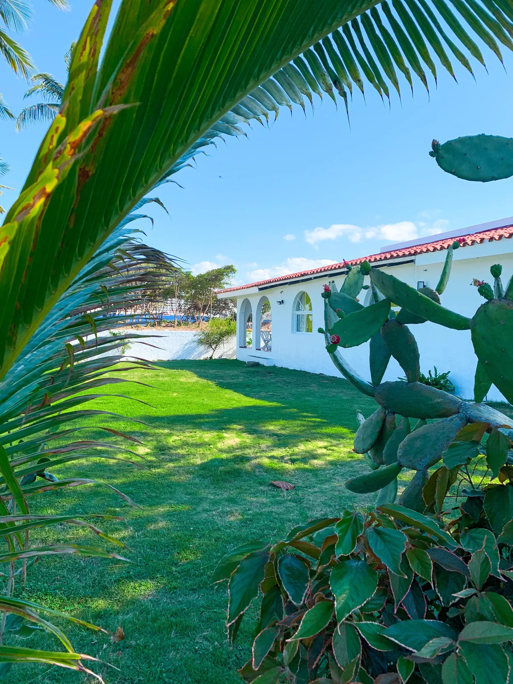 Césped, hojas de palmera y cactus junto a la villa