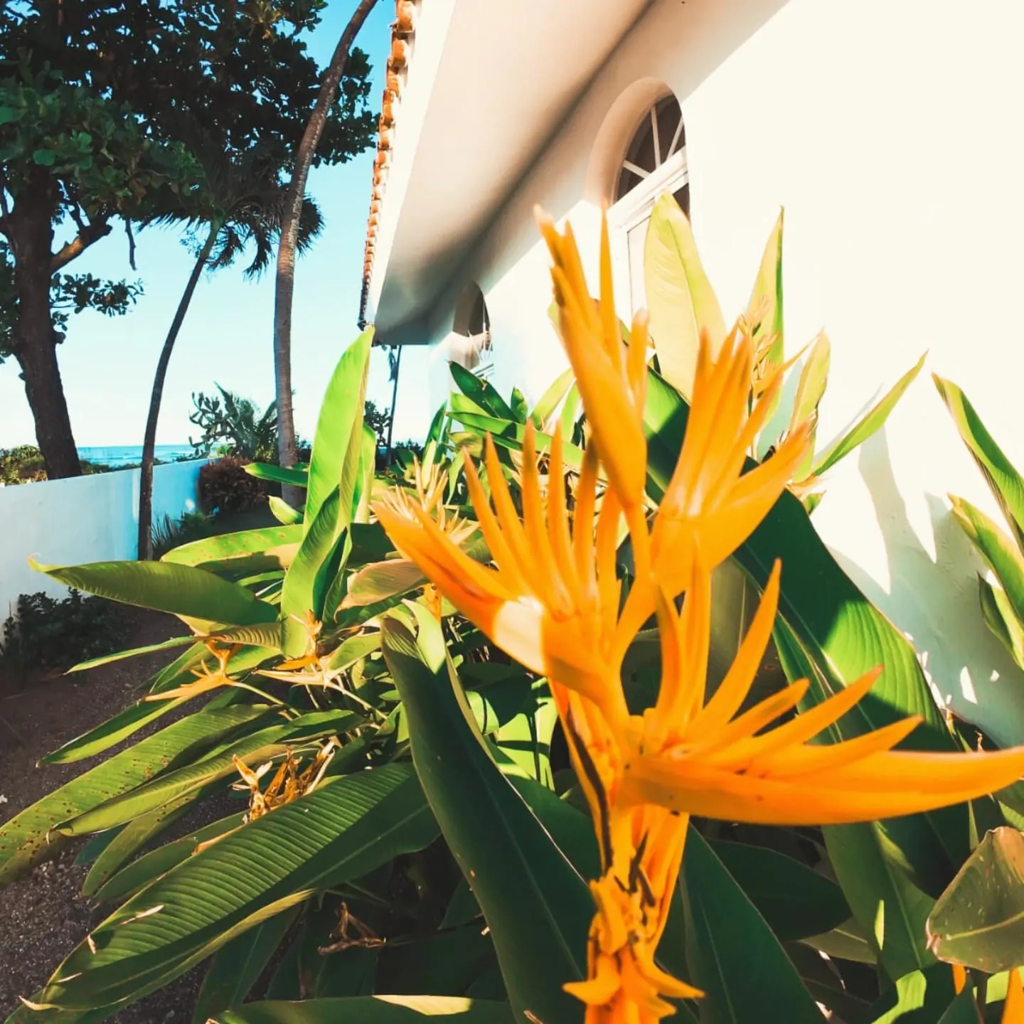 Flor de heliconia frente a la villa